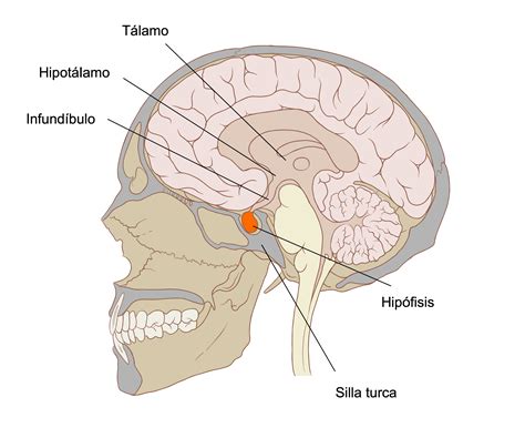 glandula pituitaria